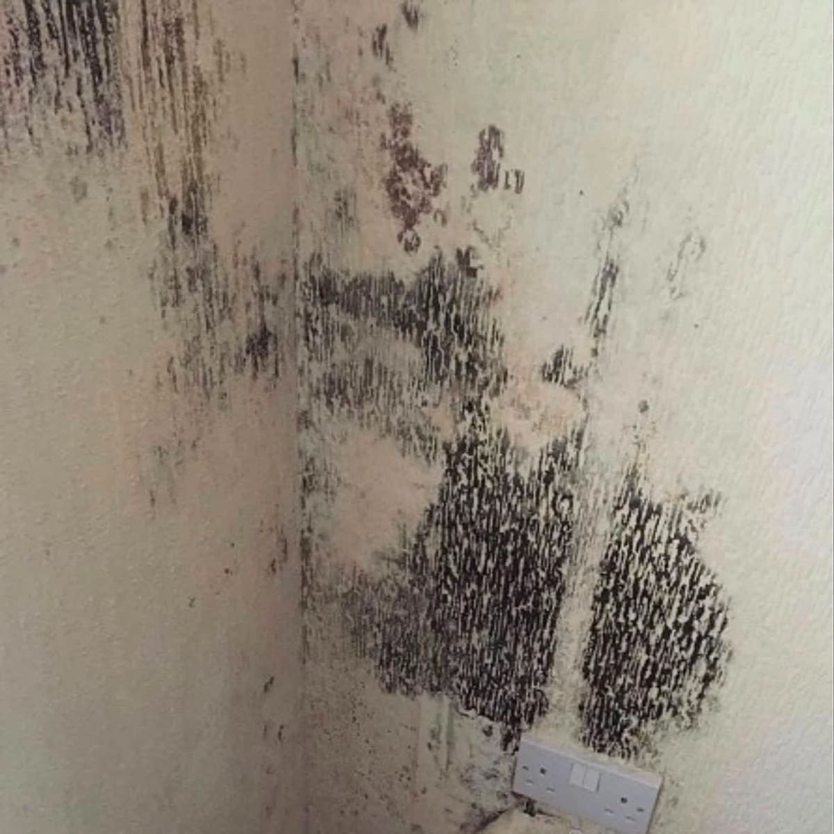 Black mould spreading across a bedroom wall around a plug socket