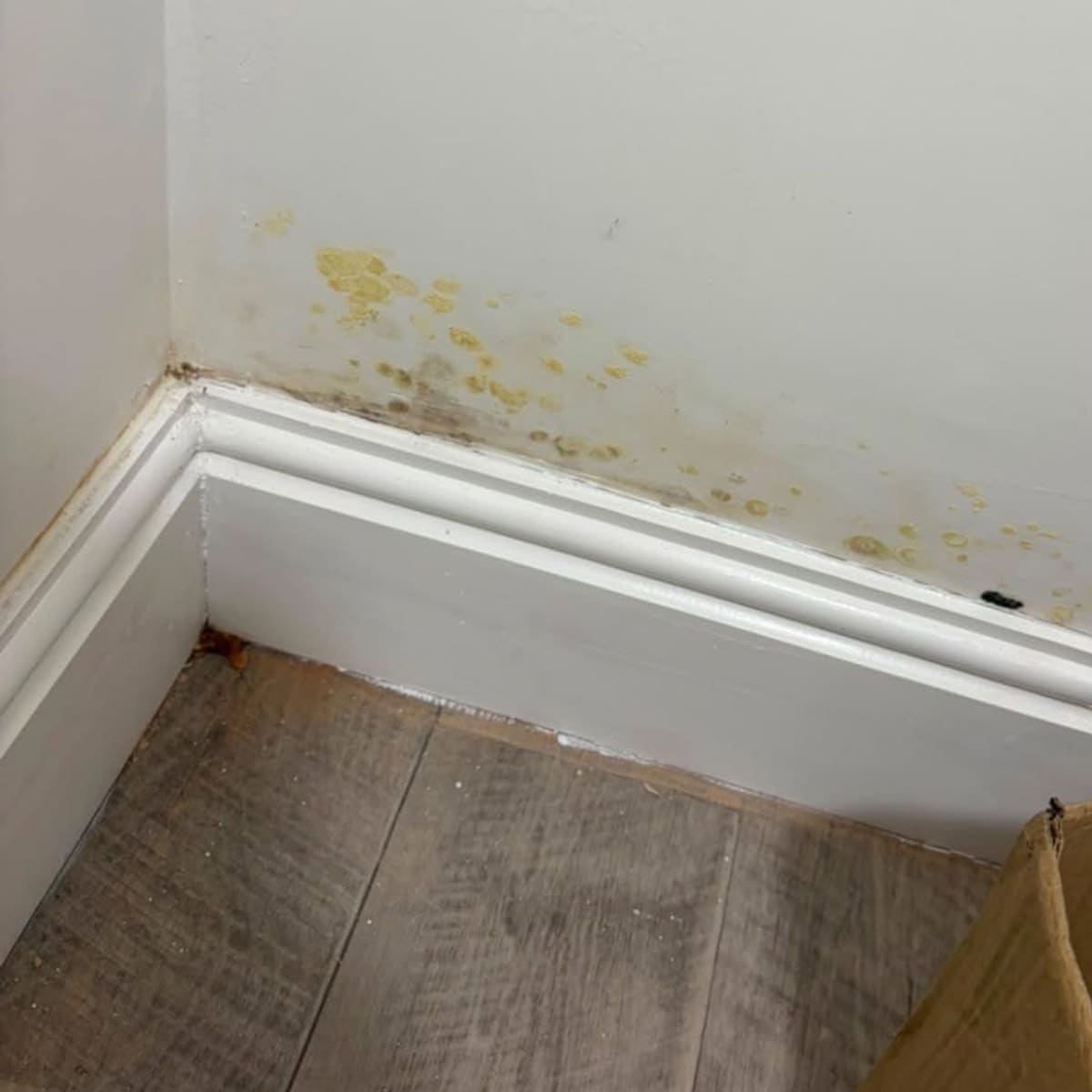 A yellow-brown tide mark and mould along the top of a white skirting board